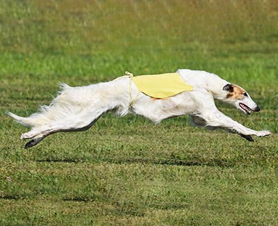 Top Versatility Borzoi 2022